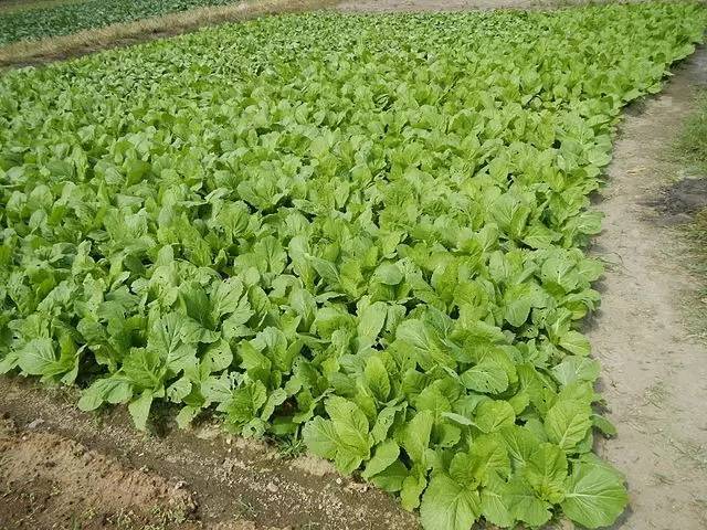 在菜地里茁壮生长的皱叶芥菜.图片:wiki commons图片