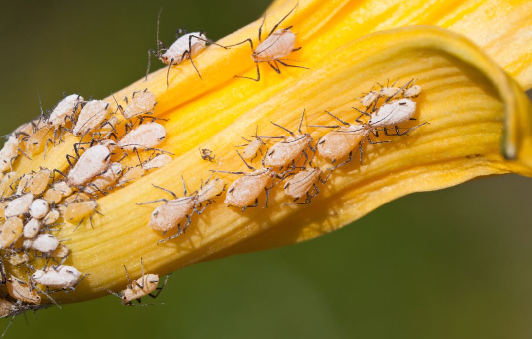 蚜虫可以帮助植物积累硫代葡萄糖苷以防御其他的捕食者,但蚜虫又可以
