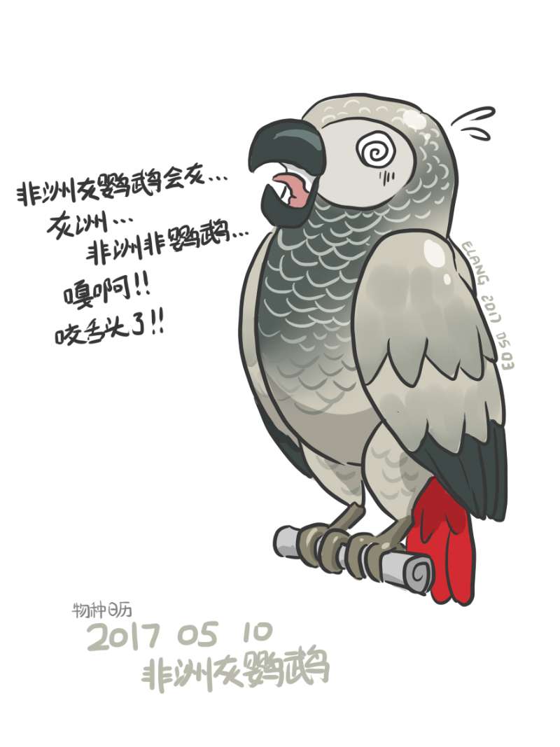 【2017年物种日历】5月10日 非洲灰鹦鹉