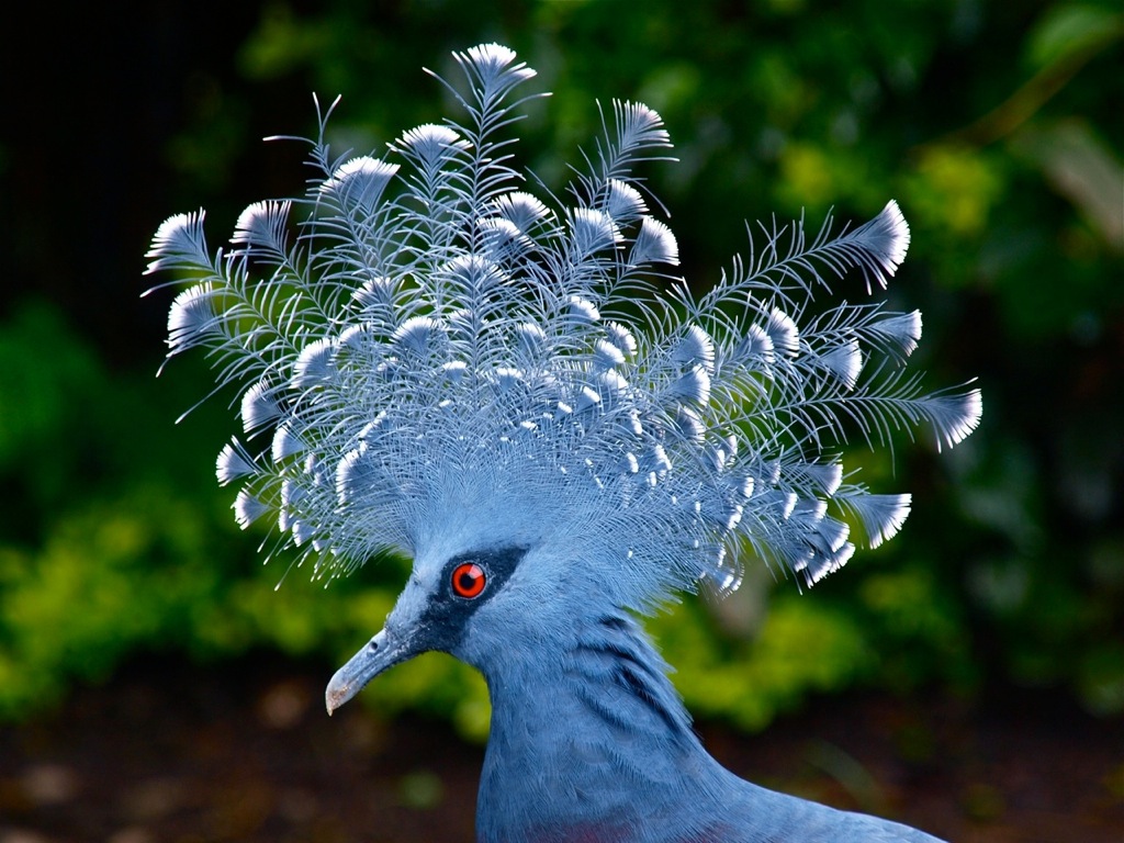 新几内亚盛产美鸟,但即使拿来与极乐鸟比较,维多利亚凤冠鸠也不遑多