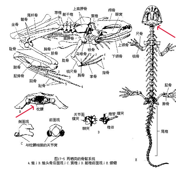 请问这是不是真的鲨鱼,为什么会这样动?