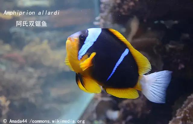 眼斑双锯鱼