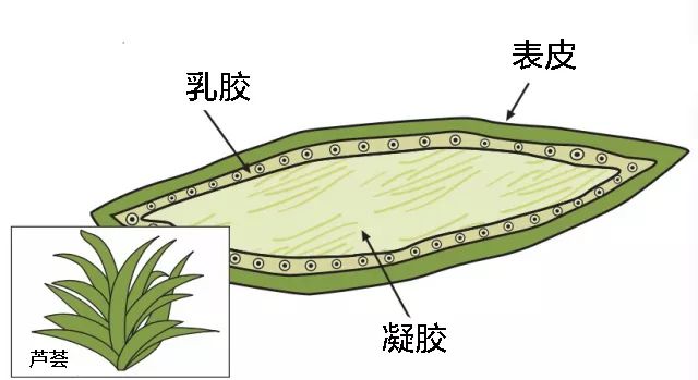 111的油是黄金比例骆驼奶接近母乳不要再被广告洗脑了