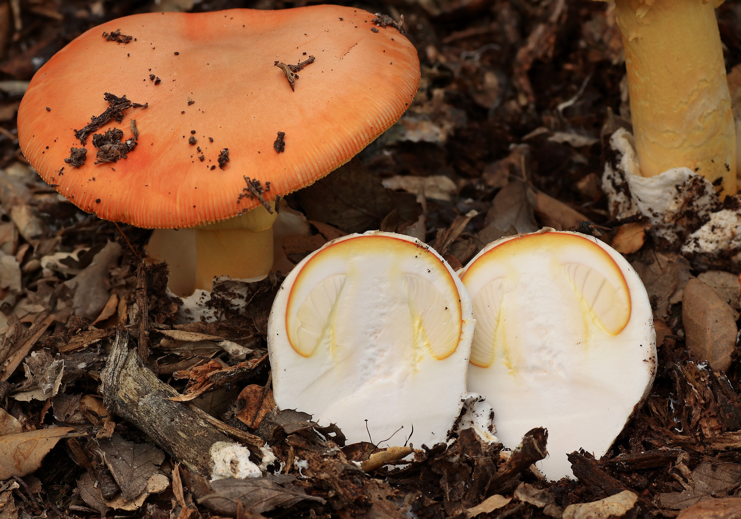 可以吃的橙盖鹅膏amanita caesarea.