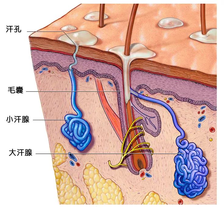 汗腺的结构图丨mayo clinic 手术可以治疗严重的狐臭