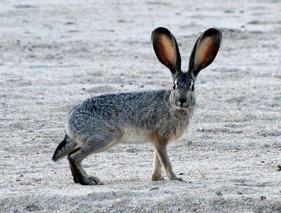 具有强势基因的黑尾长耳大野兔(lepus californicus.