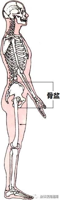 屁股不翘,小肚子还突出,可能是你的体态出了问题