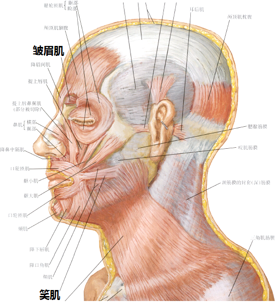 微笑和皱眉牵动的肌肉里有重合的吗?人面部肌肉的组成是怎样的?