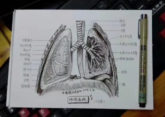 切肺之前,我拿出当年临摹的解剖图学习了一下