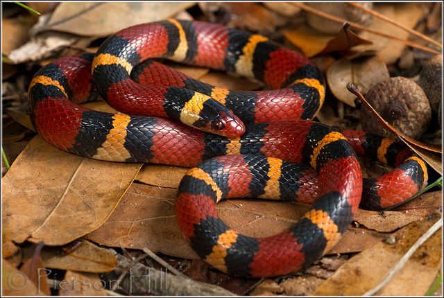 上图为拟态珊瑚蛇的无毒的猩红王蛇( lampropeltis elapsoides),下图