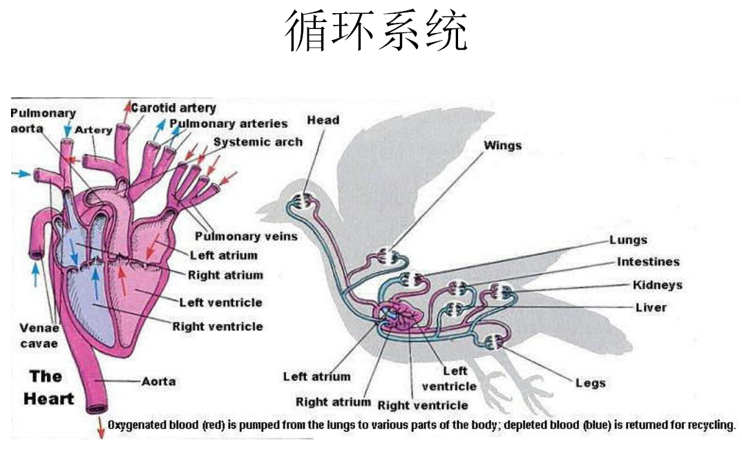 " 别急,国际鸟类兽医告诉你怎么办!