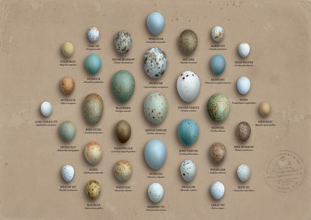各种不同颜色,花纹的鸟蛋.图片:tony ladd