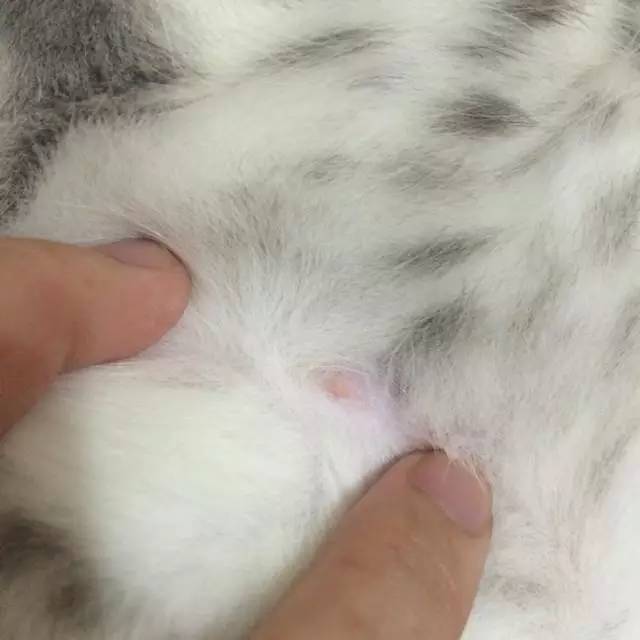 "→→抱回家一只小奶猫→→哇是只小母猫咧好可爱啊→→几个月后→&