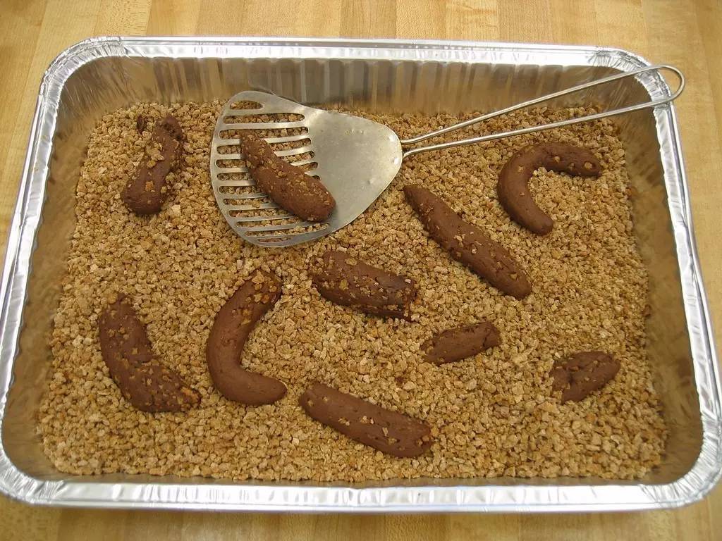给猫咪闻臭豆腐,结果