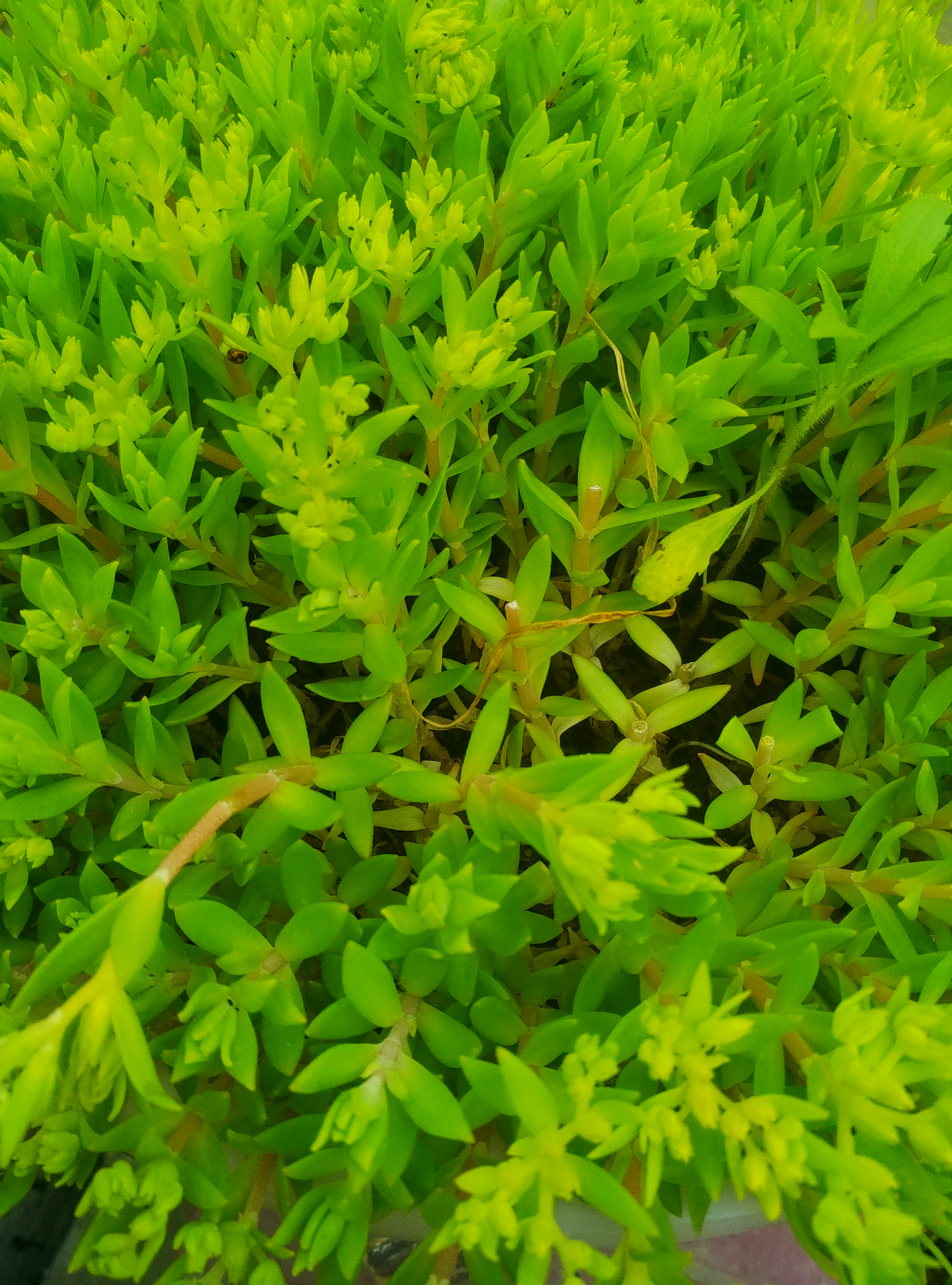请问这是什么植物啊