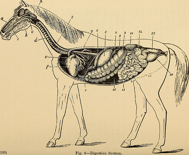 3月16日 马  既然提到了解剖课,今天的文章就以马的解剖结构开始吧
