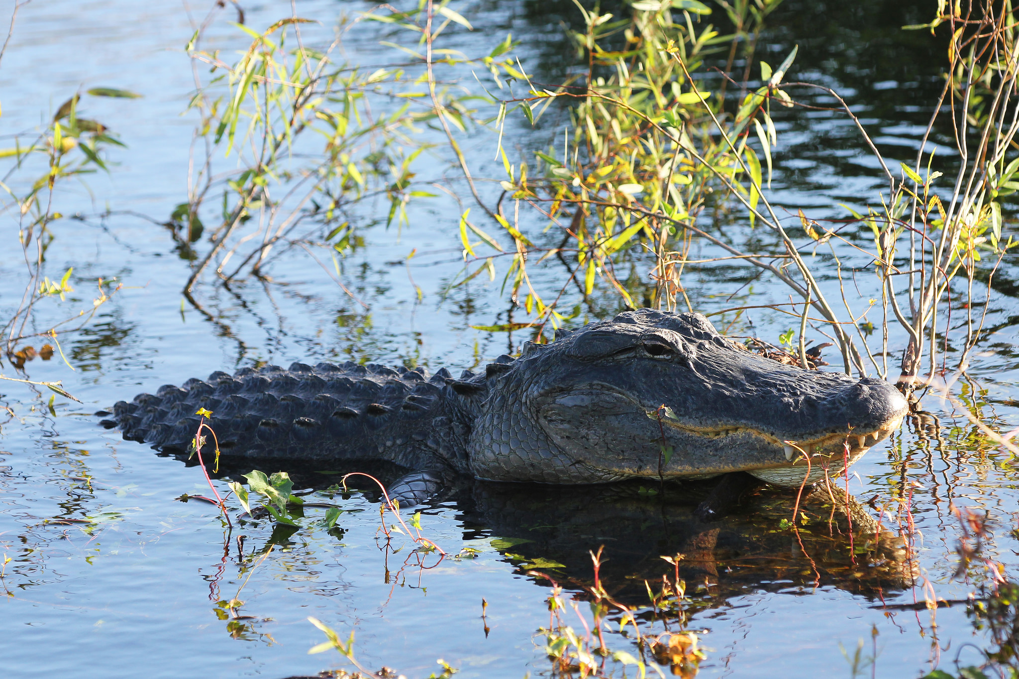 美国东南部的湿地环境生活着鳄形类中的两大顶级掠食动物,当地人将