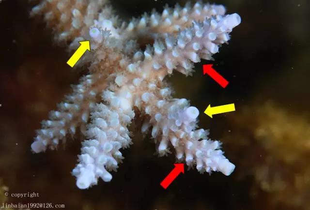 放射珊瑚虫(radial polyp)的生长,多数种类的放射珊瑚虫是被半管状的
