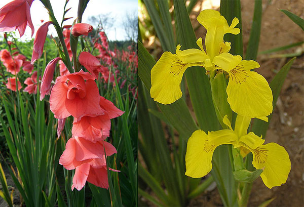 【鸢尾科的"菖蒲"们:左为唐菖蒲 gladiolus sp.