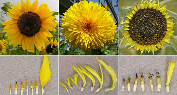 基因突变导致的向日葵小花的变化.图片来源:plos genetics