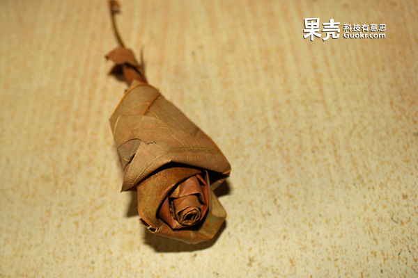 梧桐树叶变玫瑰
