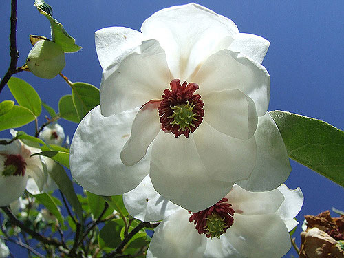 西康玉兰 magnolia wilsonii