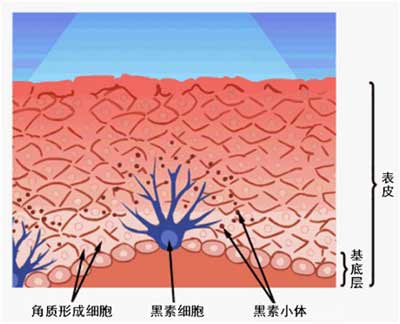 黑素细胞与黑素,图片来自:palaeo.gly.bris.ac.uk