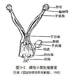 因为人类的子宫非常小,不用费太大劲就能通过,要是换成老鼠的子宫,那