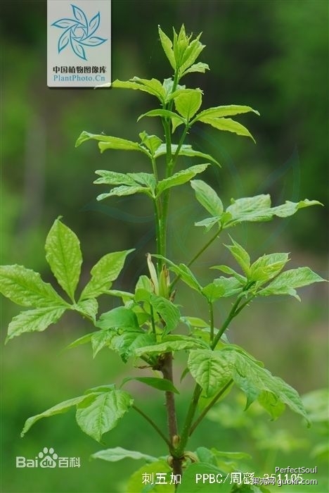 春天可以吃的野菜都有哪些?
