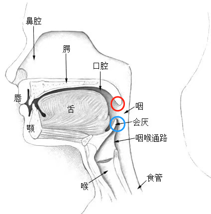 如果咽痛比较剧烈,即便照镜子观察口咽部没有异常,也没有扁桃体化脓