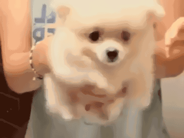 壁纸 动物 狗 狗狗 360_270 gif 动态图 动图
