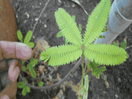 壁纸 植物 蕨类 440_330 gif 动态图 动图