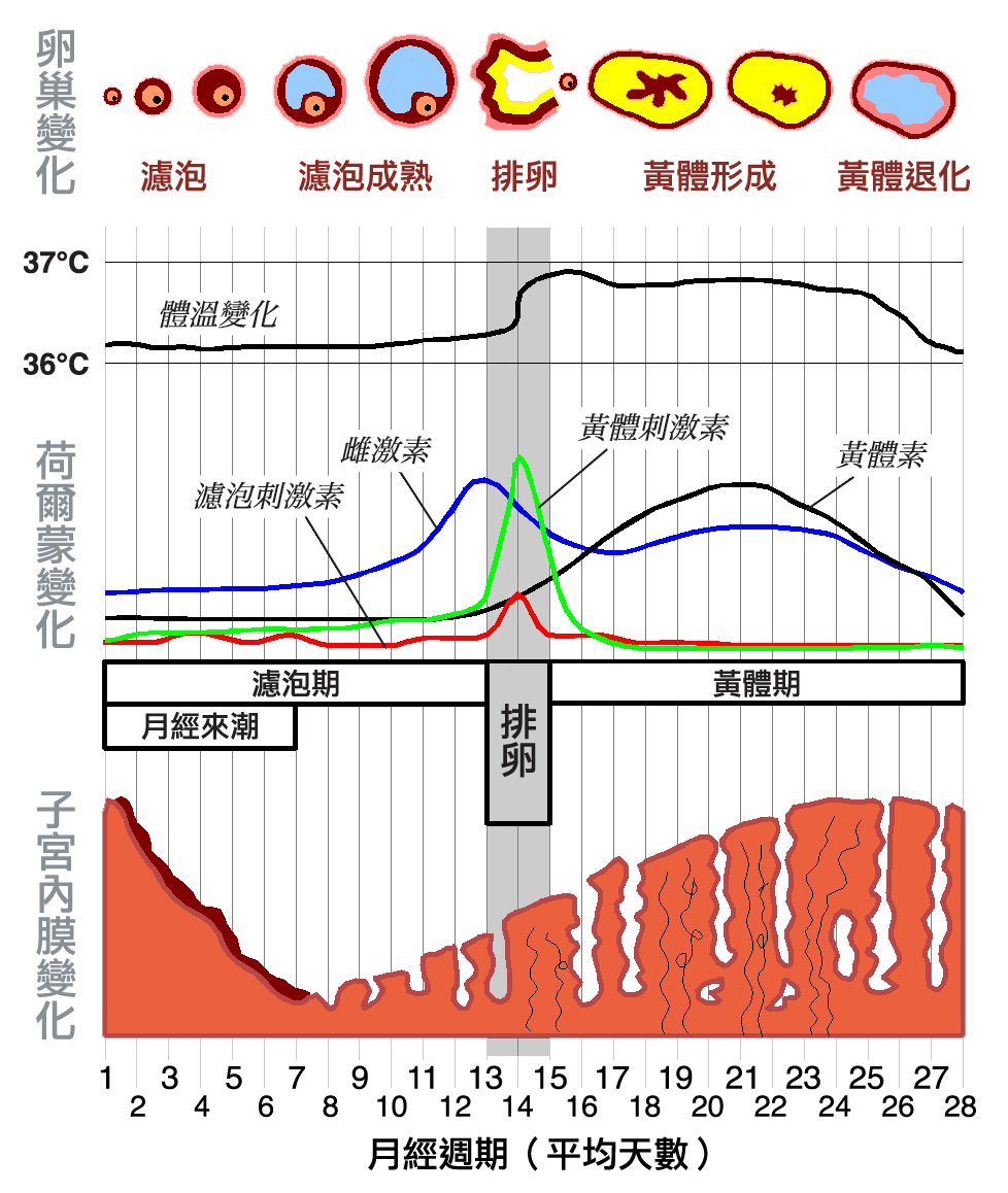 停经的原因挺多的,压力,怀孕,体重突然变化什么的,如果说是雌激素不