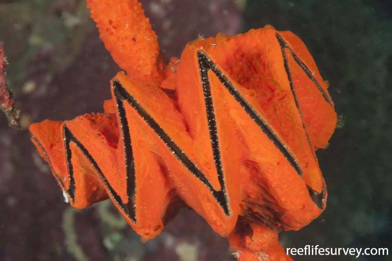 果壳【2017年物种日历】9月12日 鸡冠牡蛎