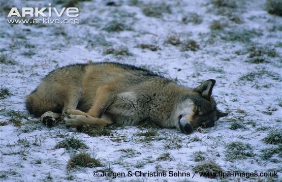 Eurasian-wolf-sleeping-in-snow.jpg