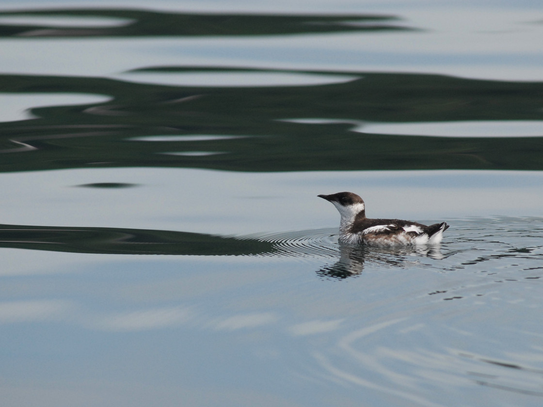 marbled-murrelet1-cb0c0e10a8809051dc1ce47a242a05e76735eed6-s40.jpg