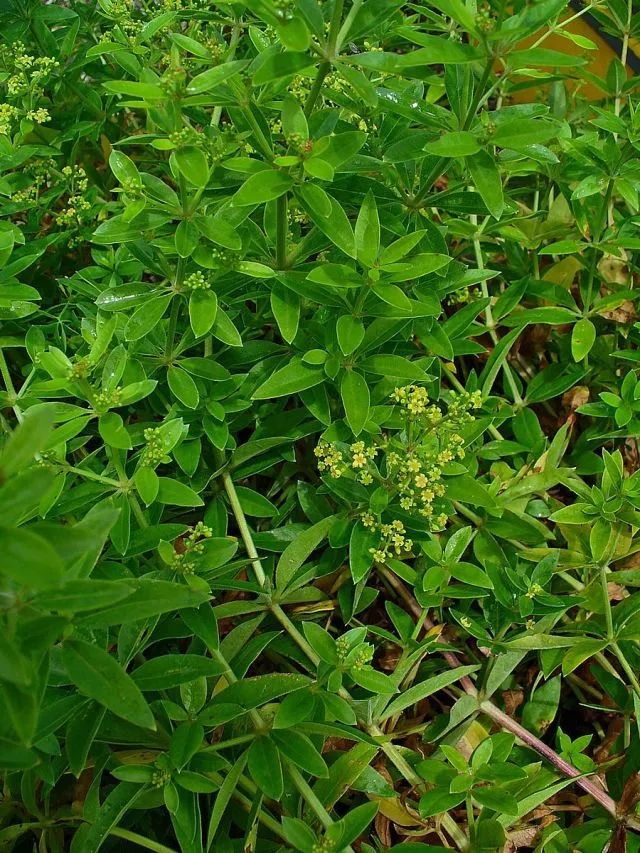 章子怡穿着的 茜素红绸缎 来自这种野草 果壳科技有意思