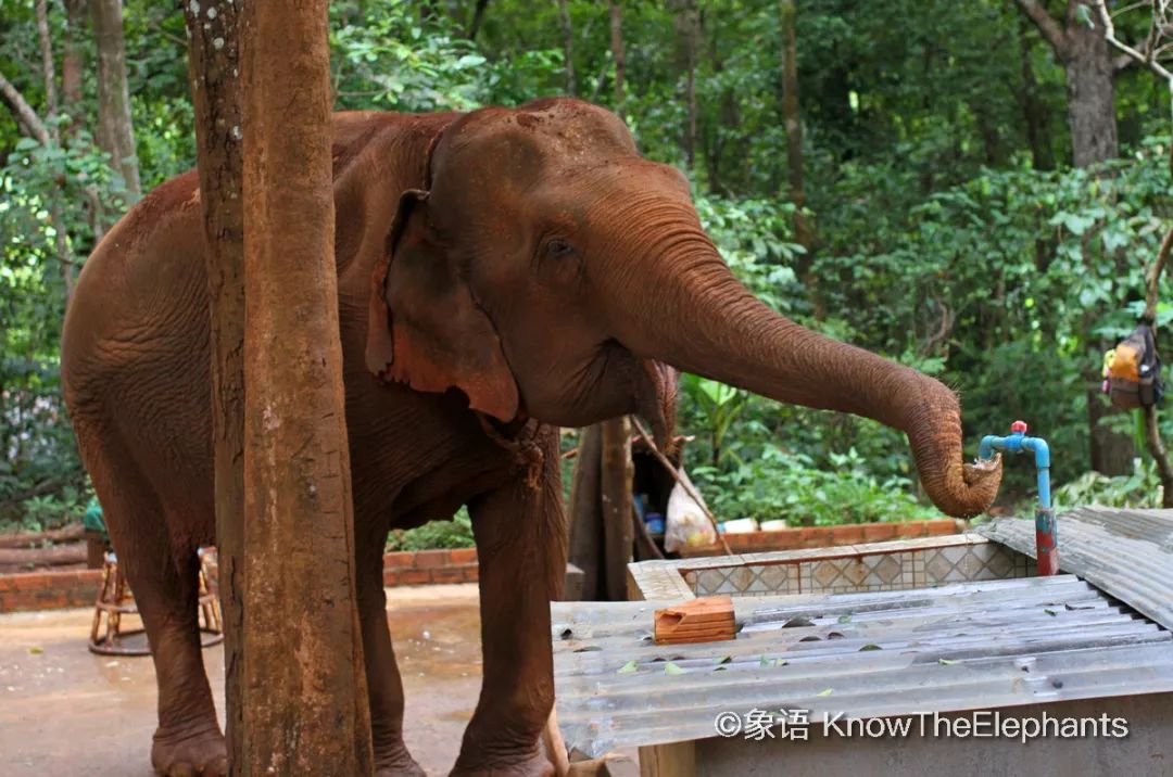 观察大象,重点要观察——全能的象鼻