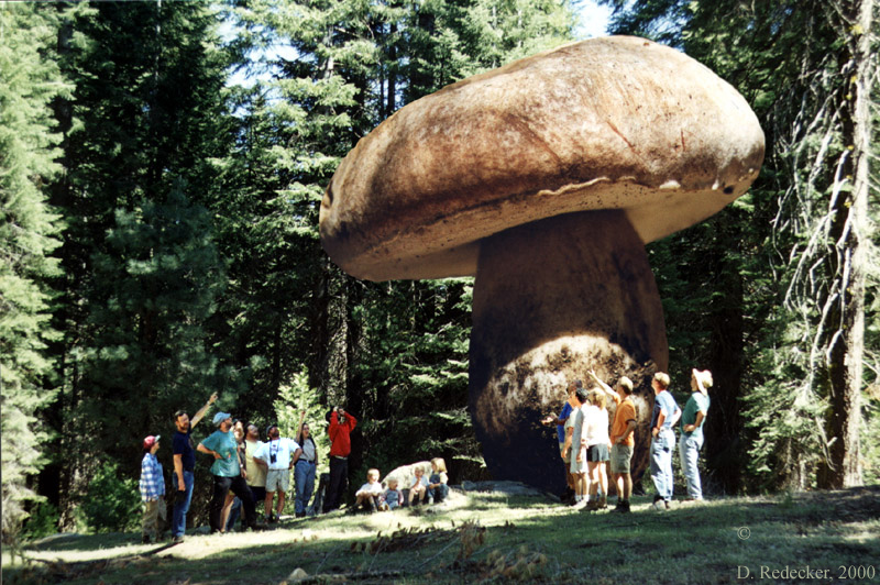 美国发现世界上最大的蘑菇