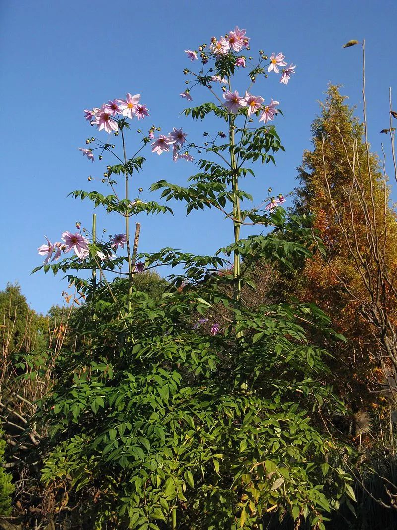 法国皇后最爱的花是 地瓜 花 果壳科技有意思