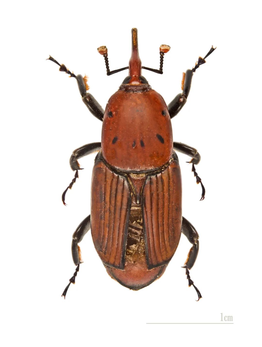 ヤシオオオサゾウムシ | 虫の写真と生態なら昆虫写真図鑑「ムシミル」
