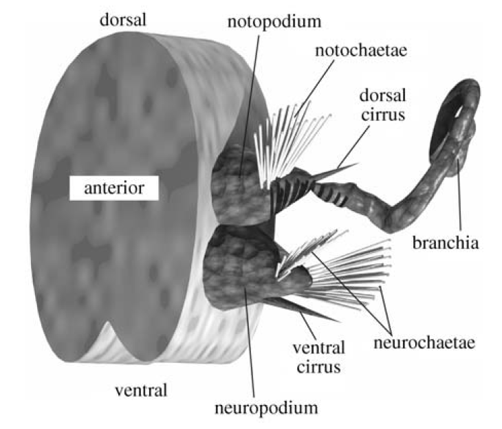 kenostrychus clementsi的疣足,和现代沙蚕已经非常接近了.