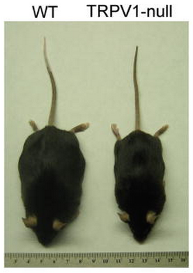 TRPV1-mutant-mice.png