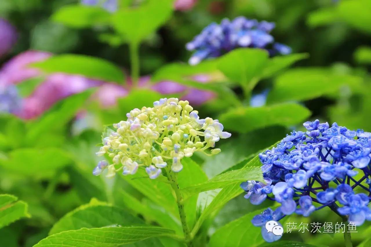 镰仓 初夏的细雨和醉人的紫阳花海 果壳精选