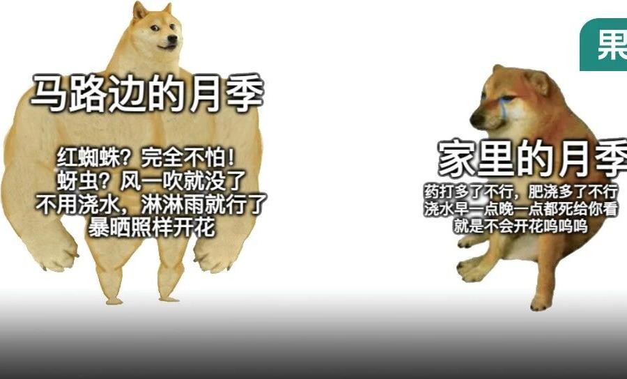 马路边月季没人管年年爆花，家里精心伺候的怎么动不动就死？