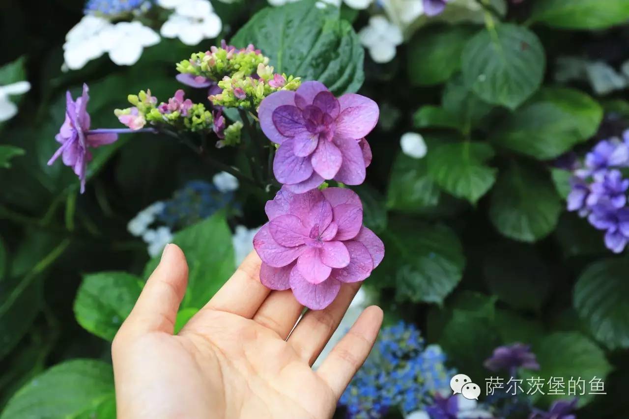 镰仓 初夏的细雨和醉人的紫阳花海 果壳精选