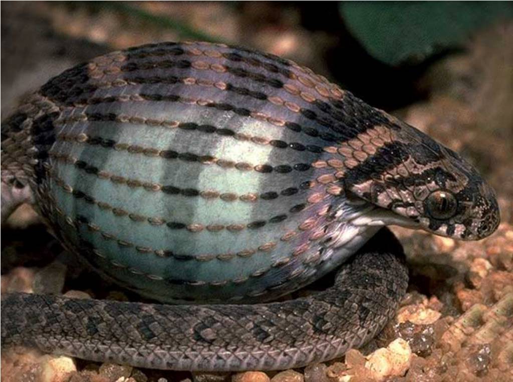 极致进化 无腿的蛇如何成为顶级掠食者 果壳科技有意思