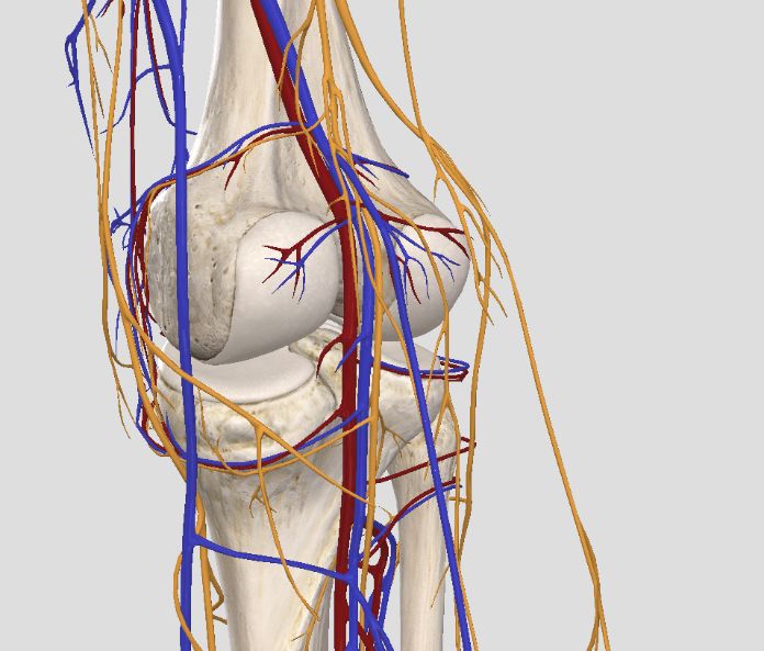 膝关节后侧的腘窝很复杂   complete anatomy