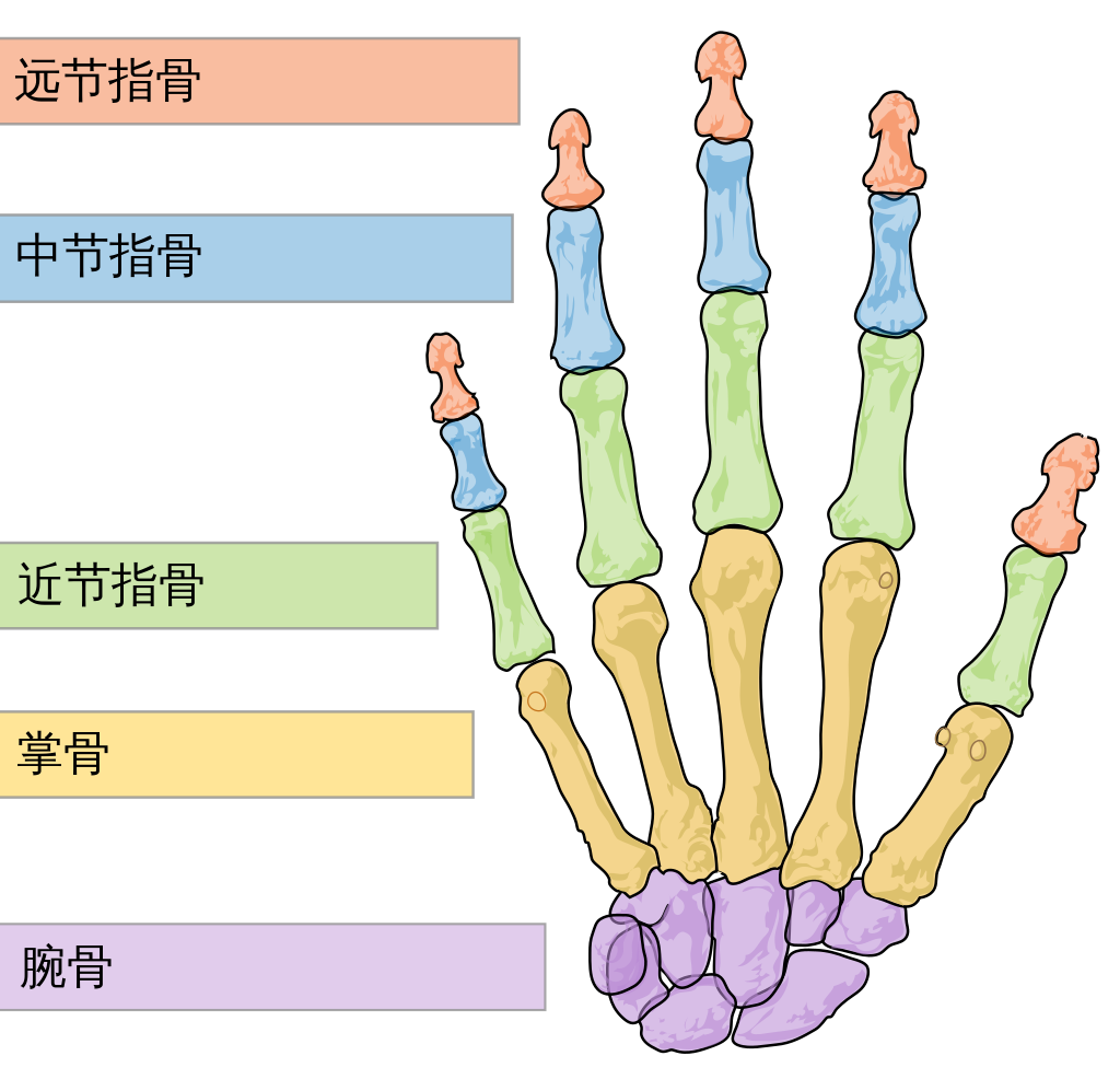 我用车门夹碎了自己的手指骨,还自行掰下了指甲