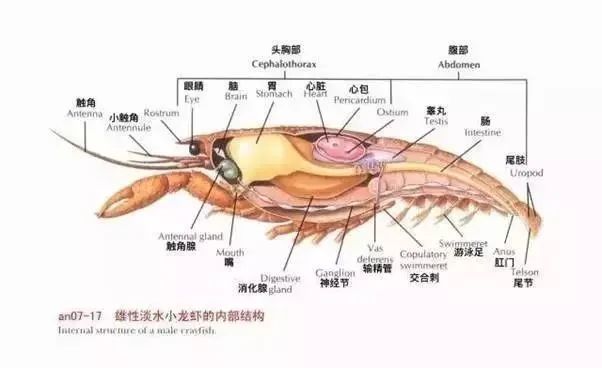 鳌虾的内部解剖图手绘图片